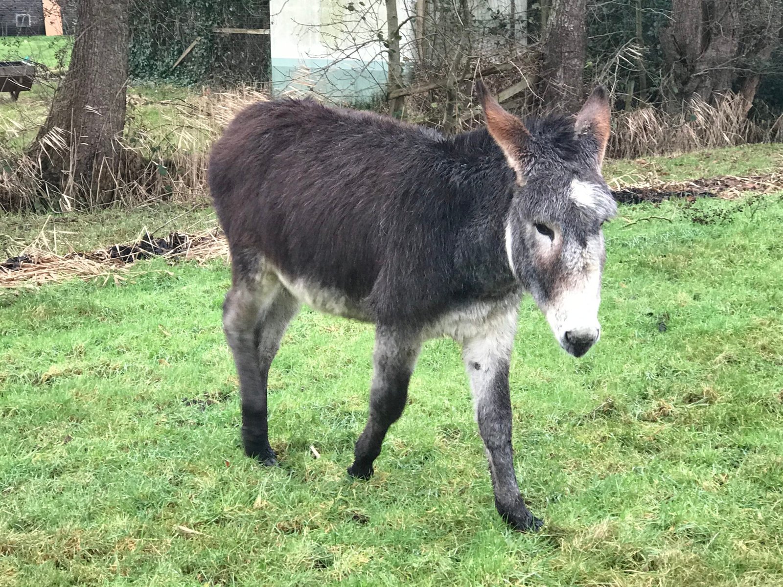 Januari Tot Op Het Koert Krouwel